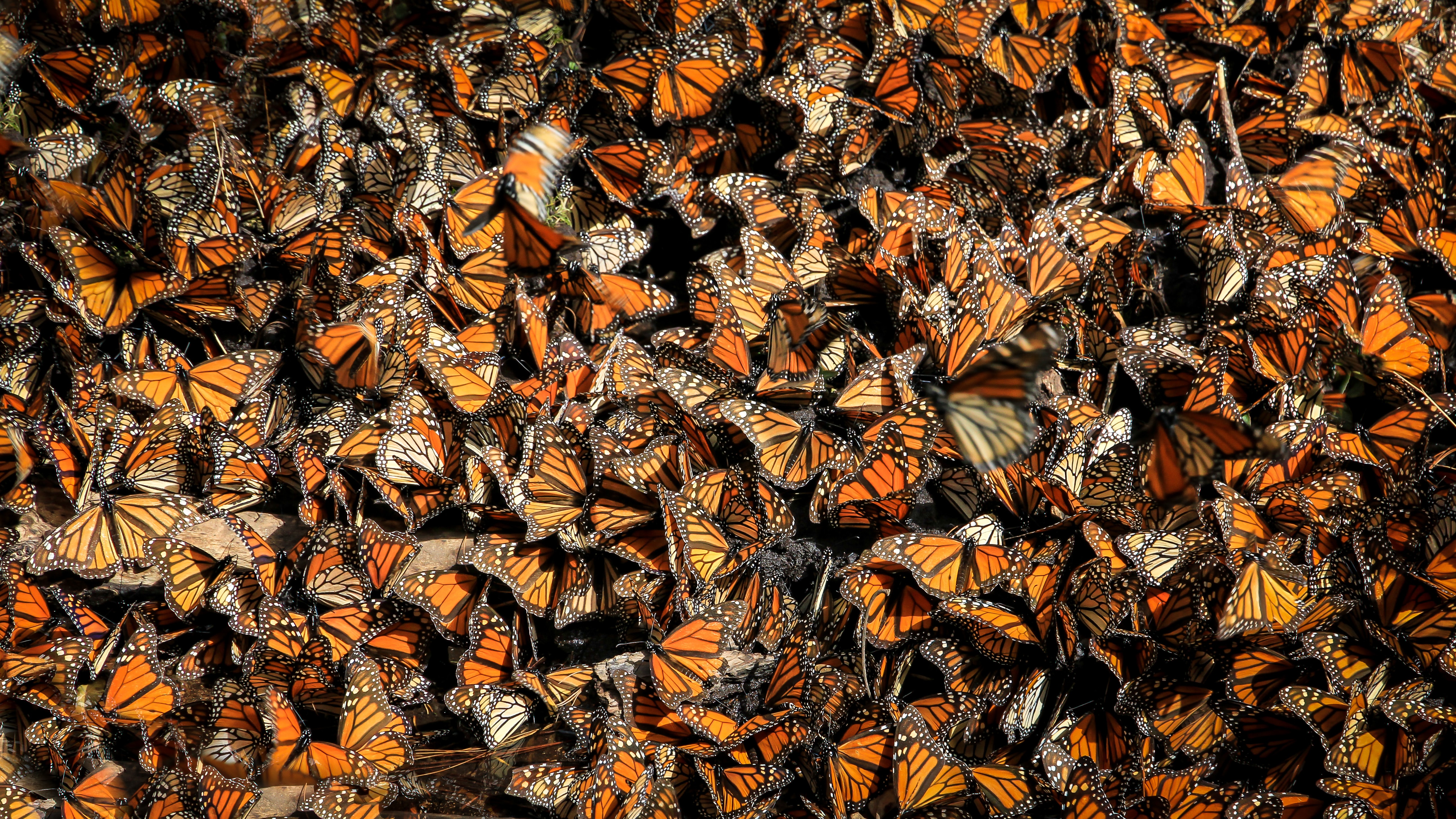 A crowd of monarch butterflies at their mating site in Michoacán, Mexico