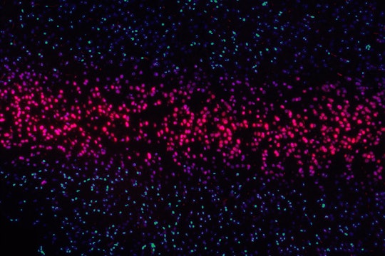 a rainbow of glowing dots, going from green and purple at the top to pink in the middle, and back to purple and green