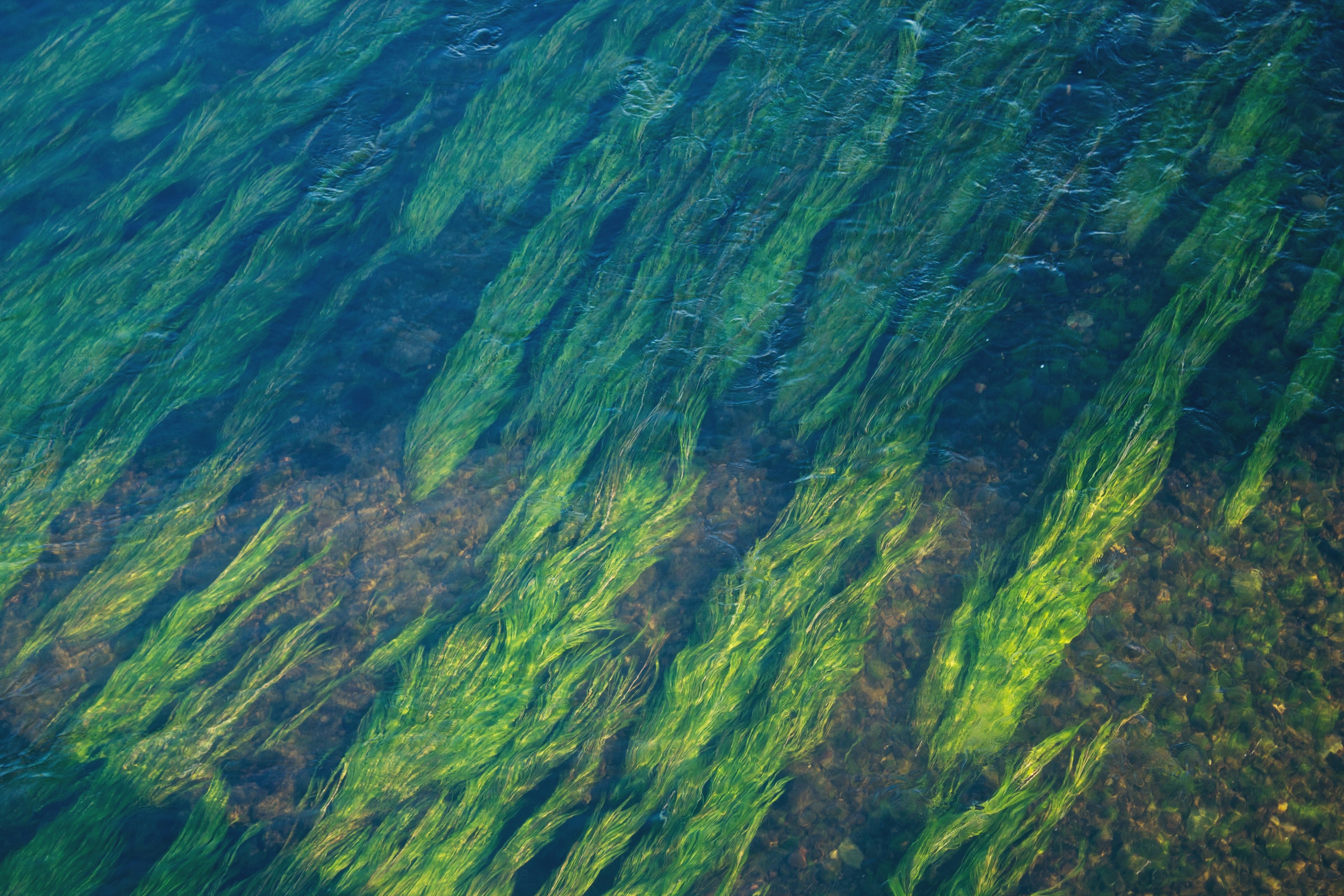 algae in water