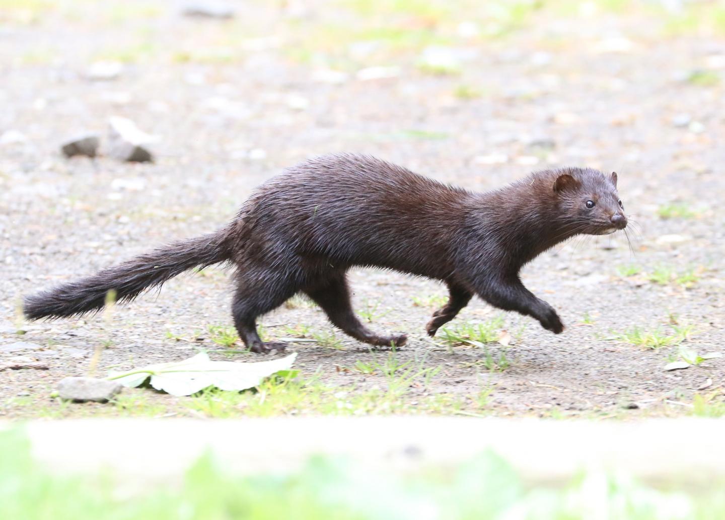 An American mink walking in a national park