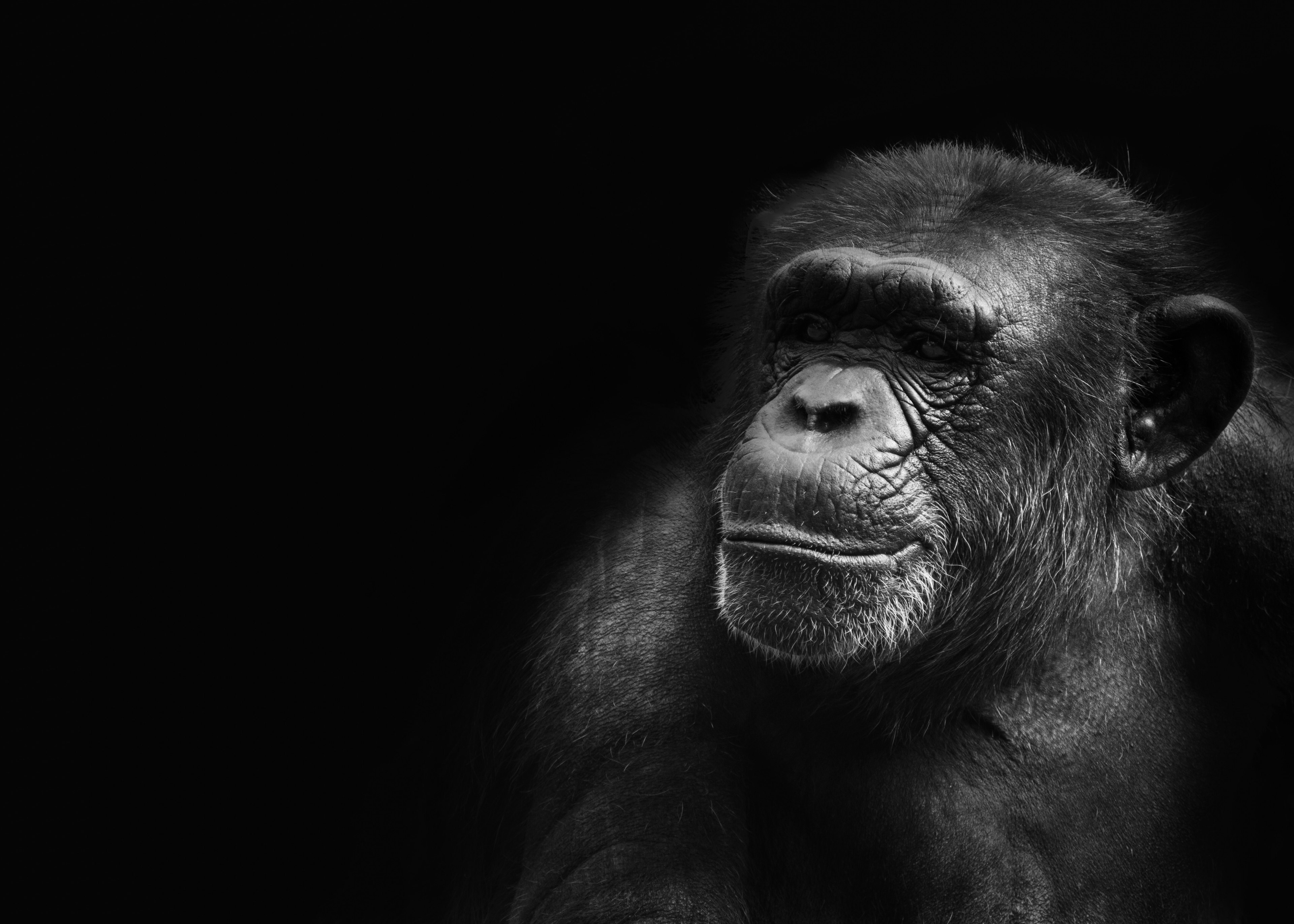 chimpanzee against a black background