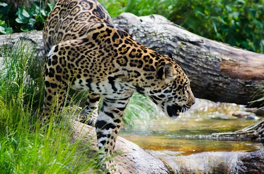 a jaguar hunting near a river