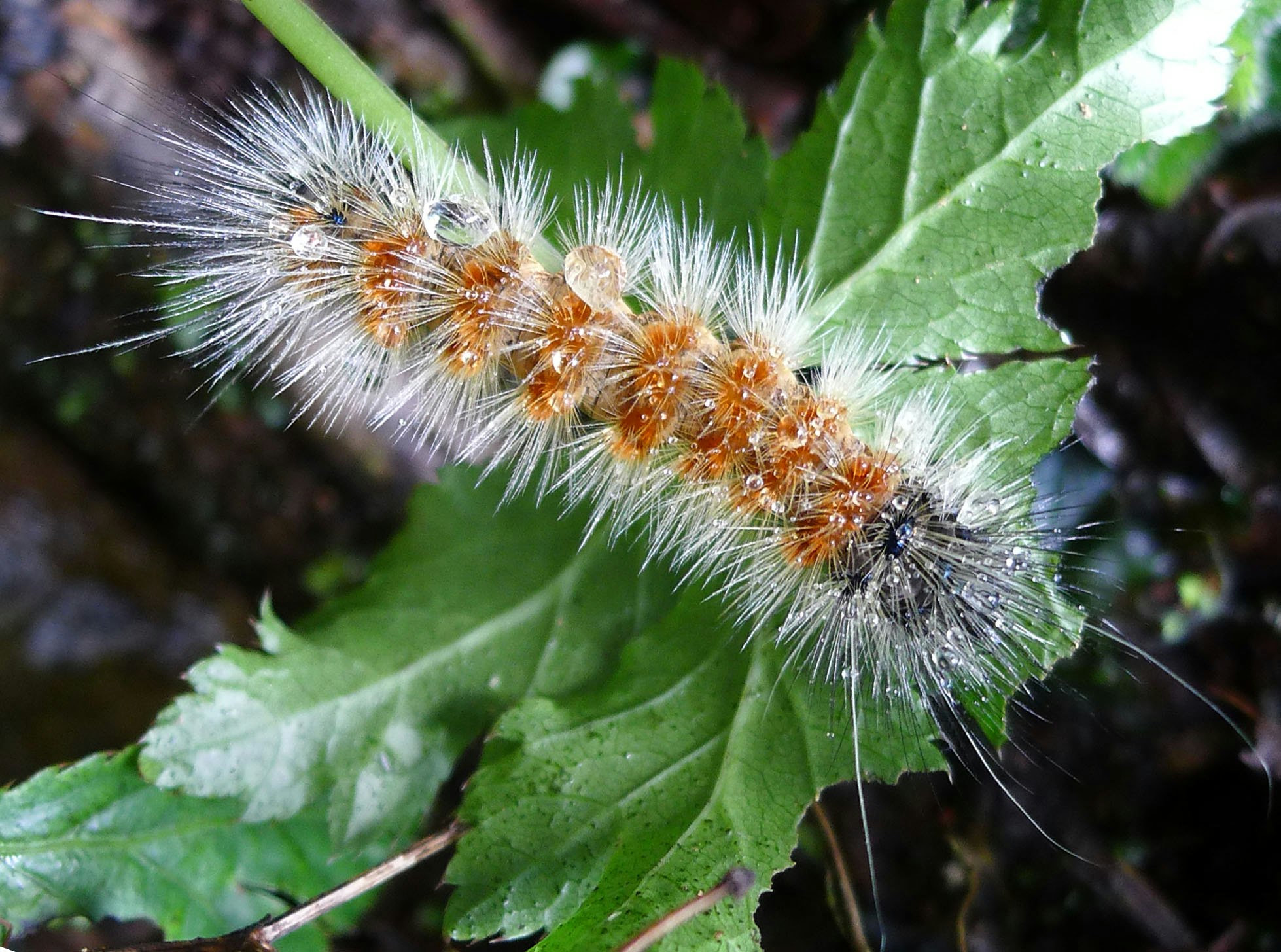Caterpillar Costa Rica