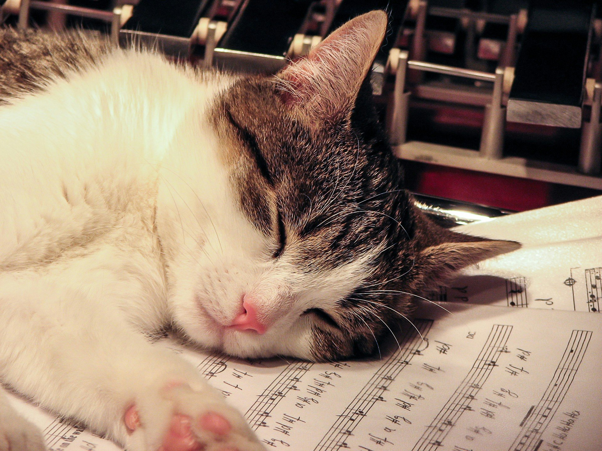 A cat sleeping on a music sheet.