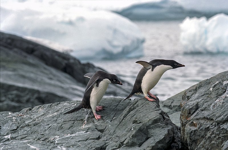 two penguins hopping over rocks