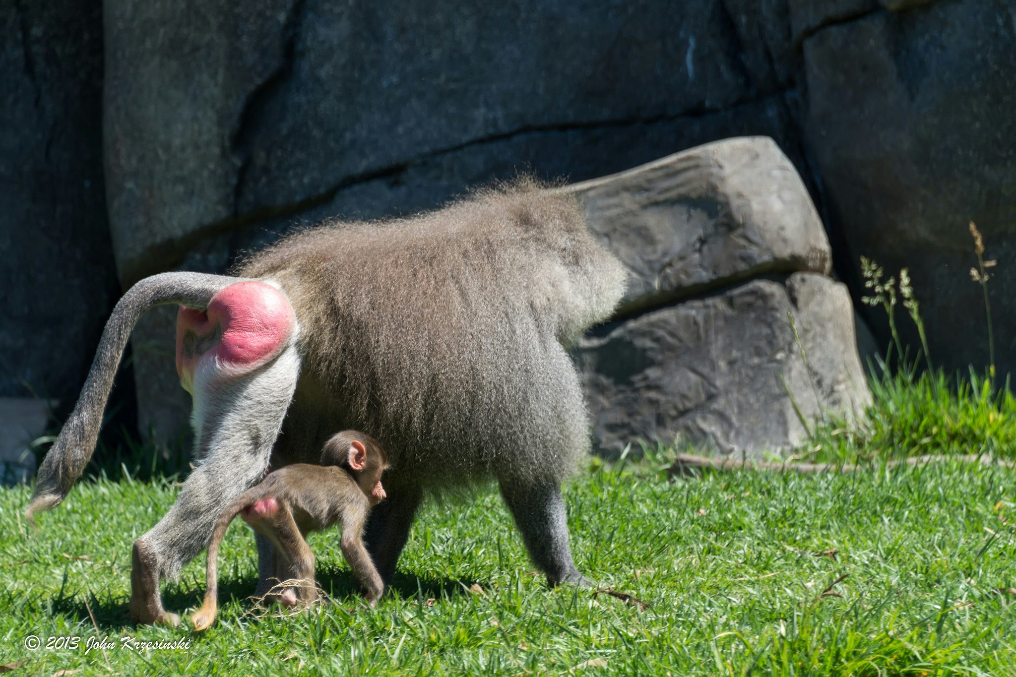 A baboon walks with a baby, both with visibly swollen red buttocks, seen at the Oakland Zoo, California
