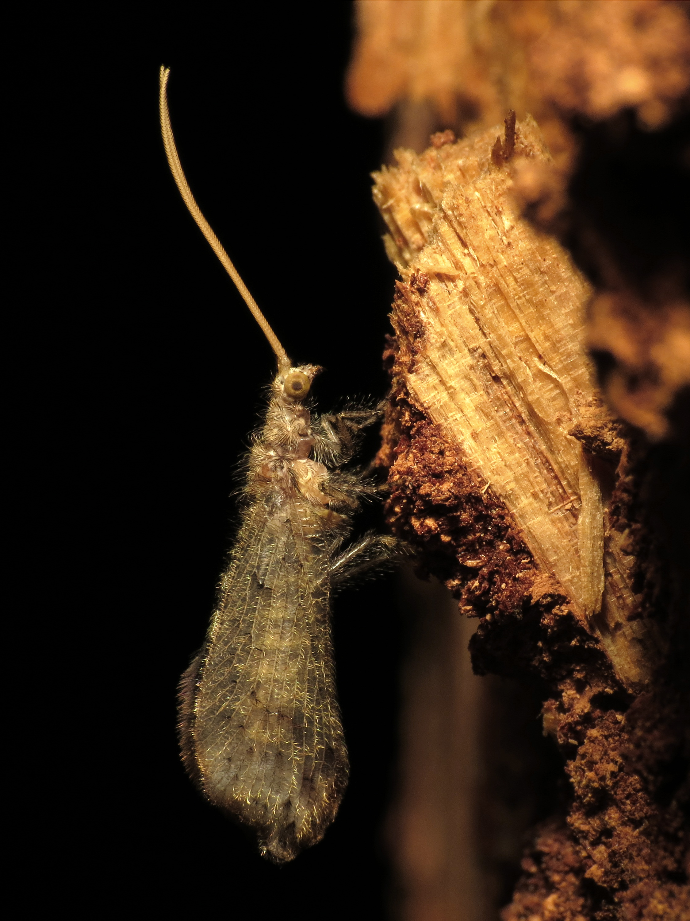 A beaded lacewing with a long antennae sticking out