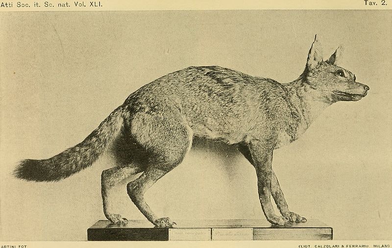 a scientific drawing of a small wolf museum specimen