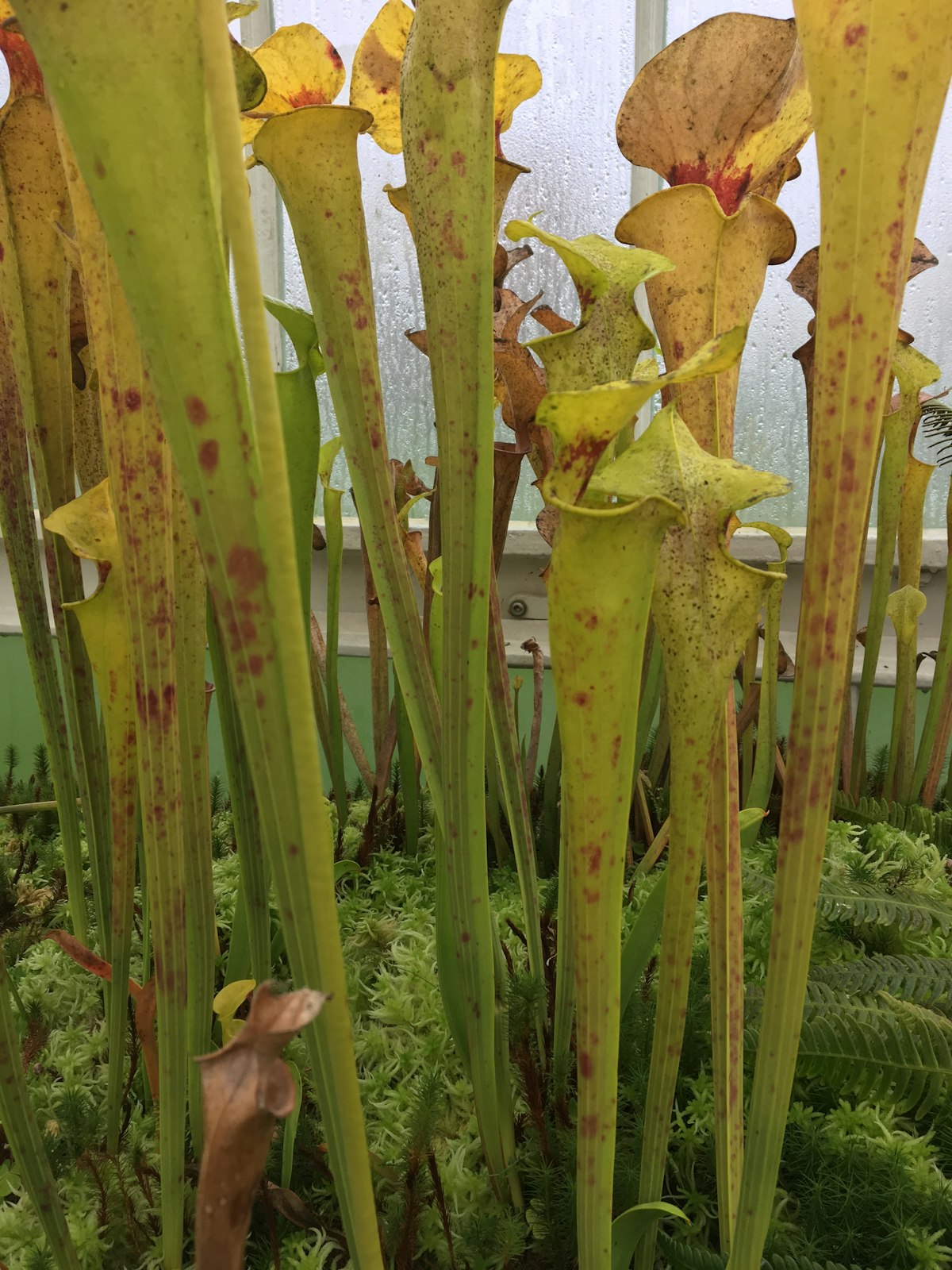 Venus Flytraps Don't Trap Insects that Pollinate Them – National Geographic  Education Blog