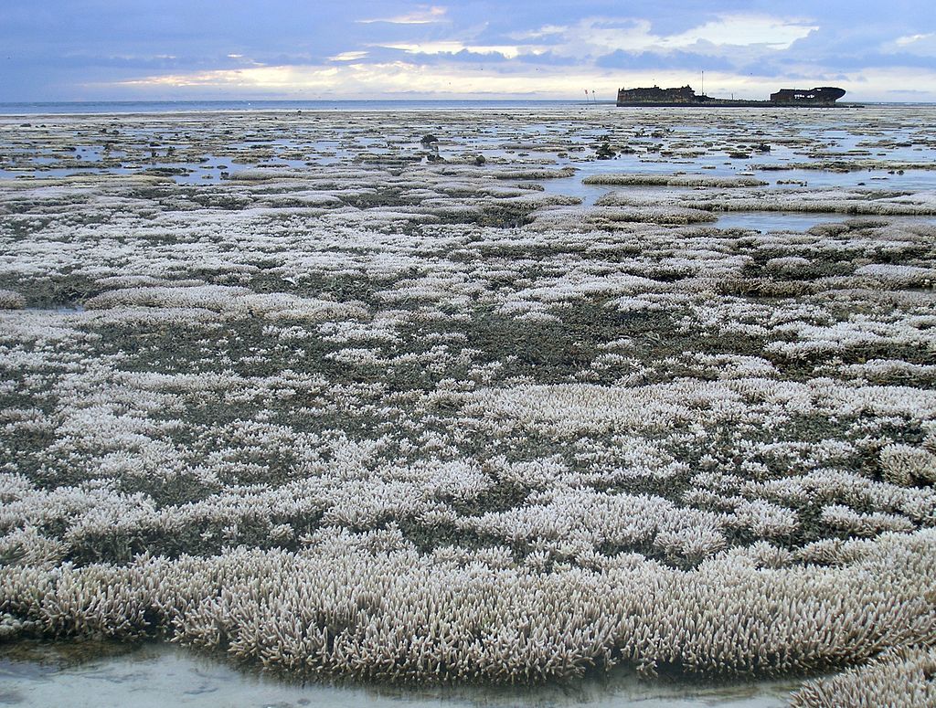 bleached coral 