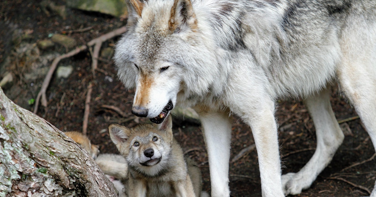 When Wolves Solve Problems Their Bond Matters More Than Their Smarts