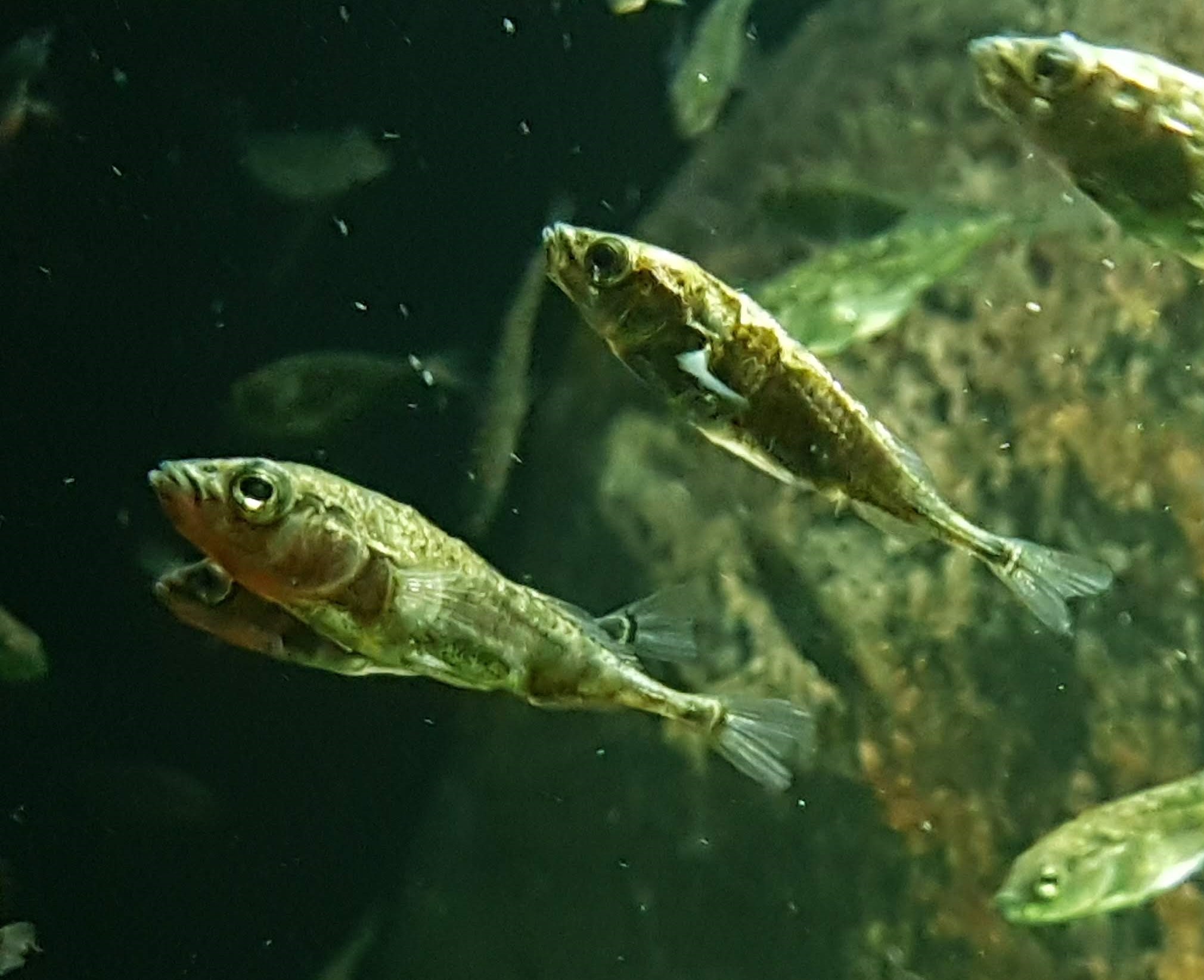 Three spined stickleback fish swimming