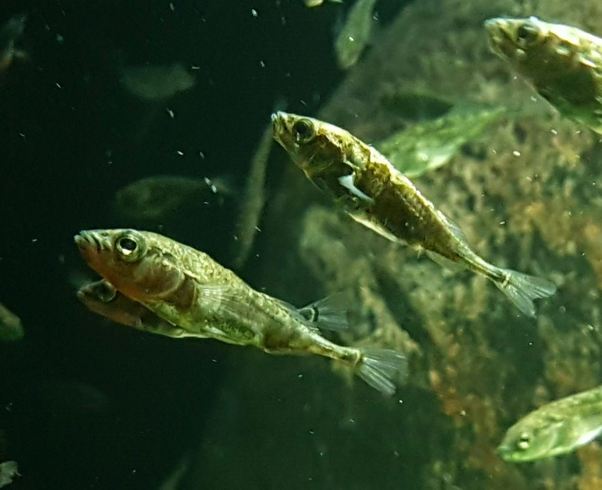Three spined stickleback fish swimming