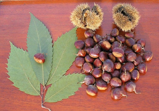 leaves, burrs, and nuts from the american chestnut tree laid on a table