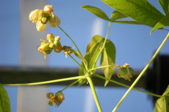 Small flowers of the Cassava plant with pale yellow petals and bright red centers
