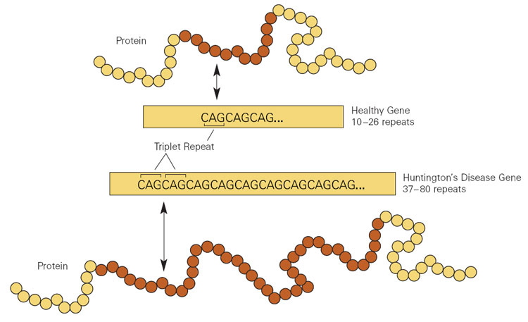 figure showing a gene and the mutated version of the gene with additional CAG nucleotide repeats