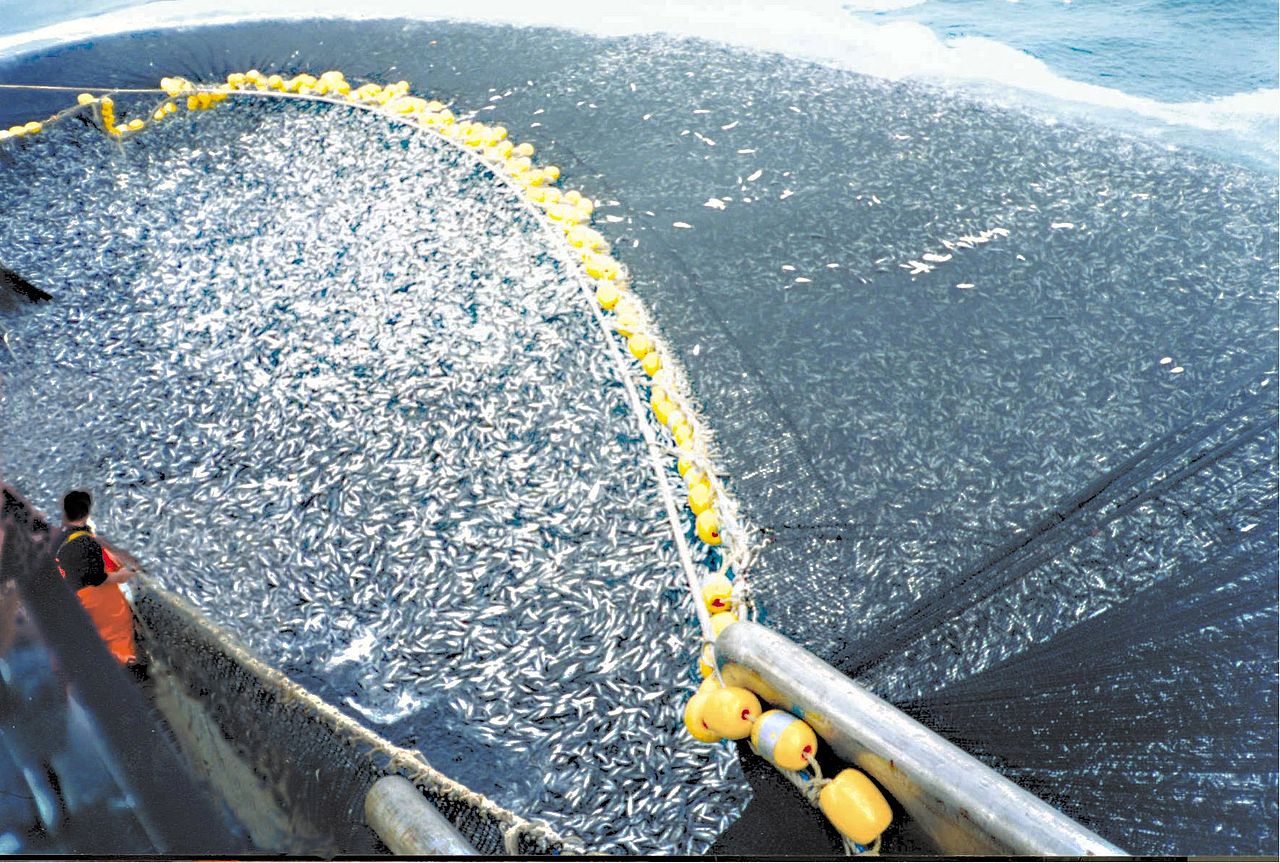 A purse seine used in an industrial fishing operation captures about 400 tons of Chilean jack mackerel