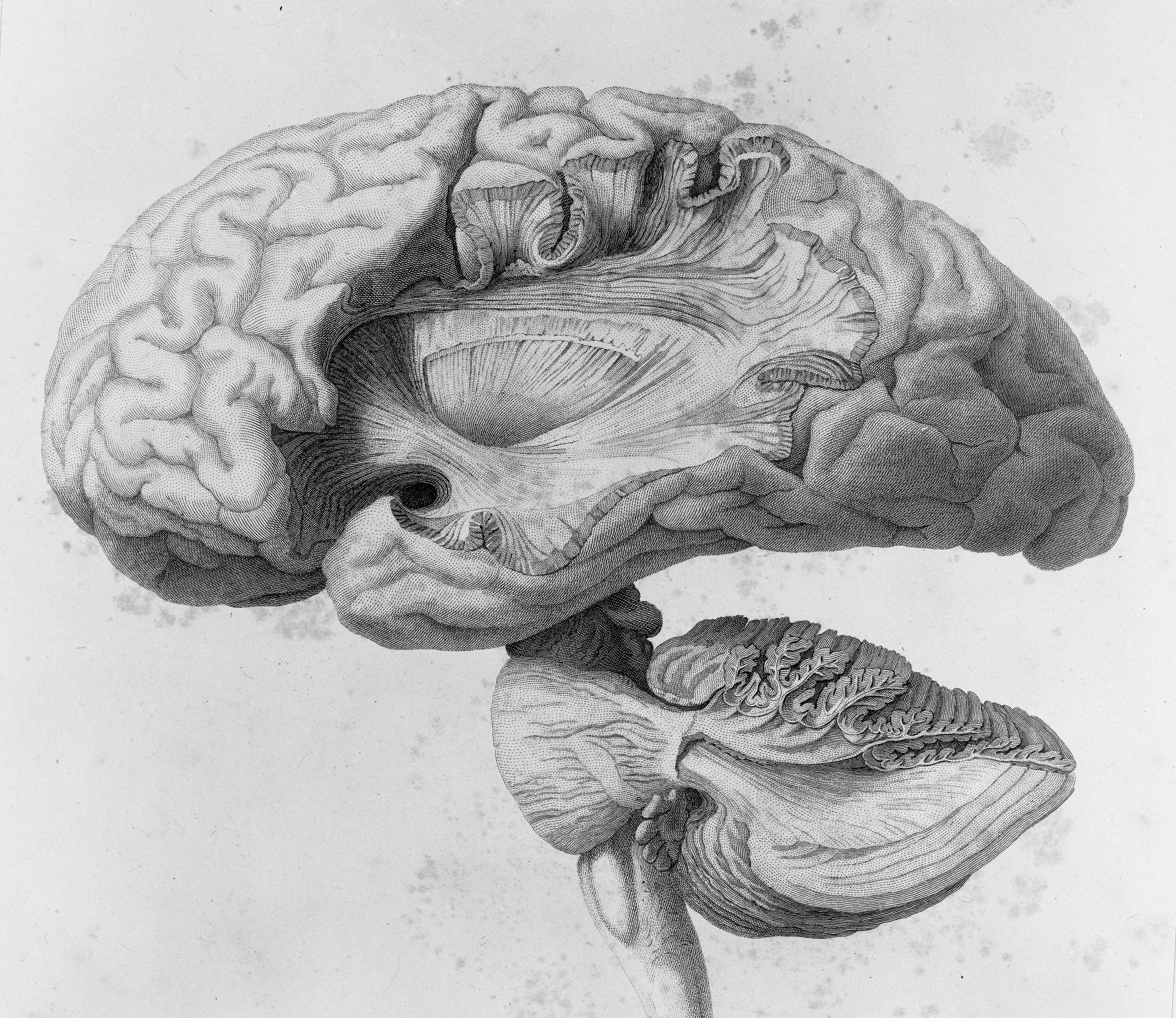 Brain old. Мозг Леонардо да Винчи. Мозг гравюра. Гравюра головной мозг.
