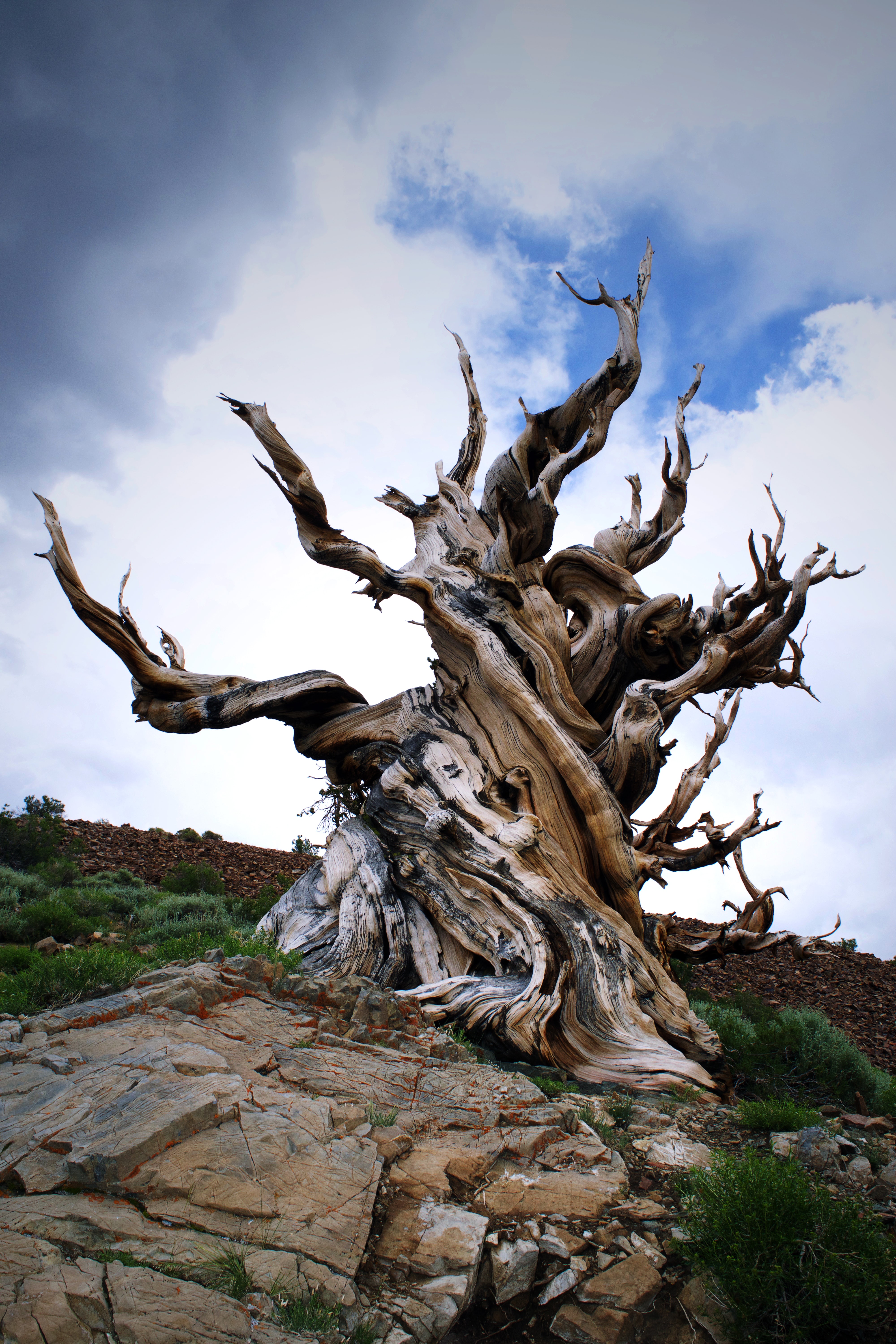 gnarled old bristlecone pine tree growing on a rock