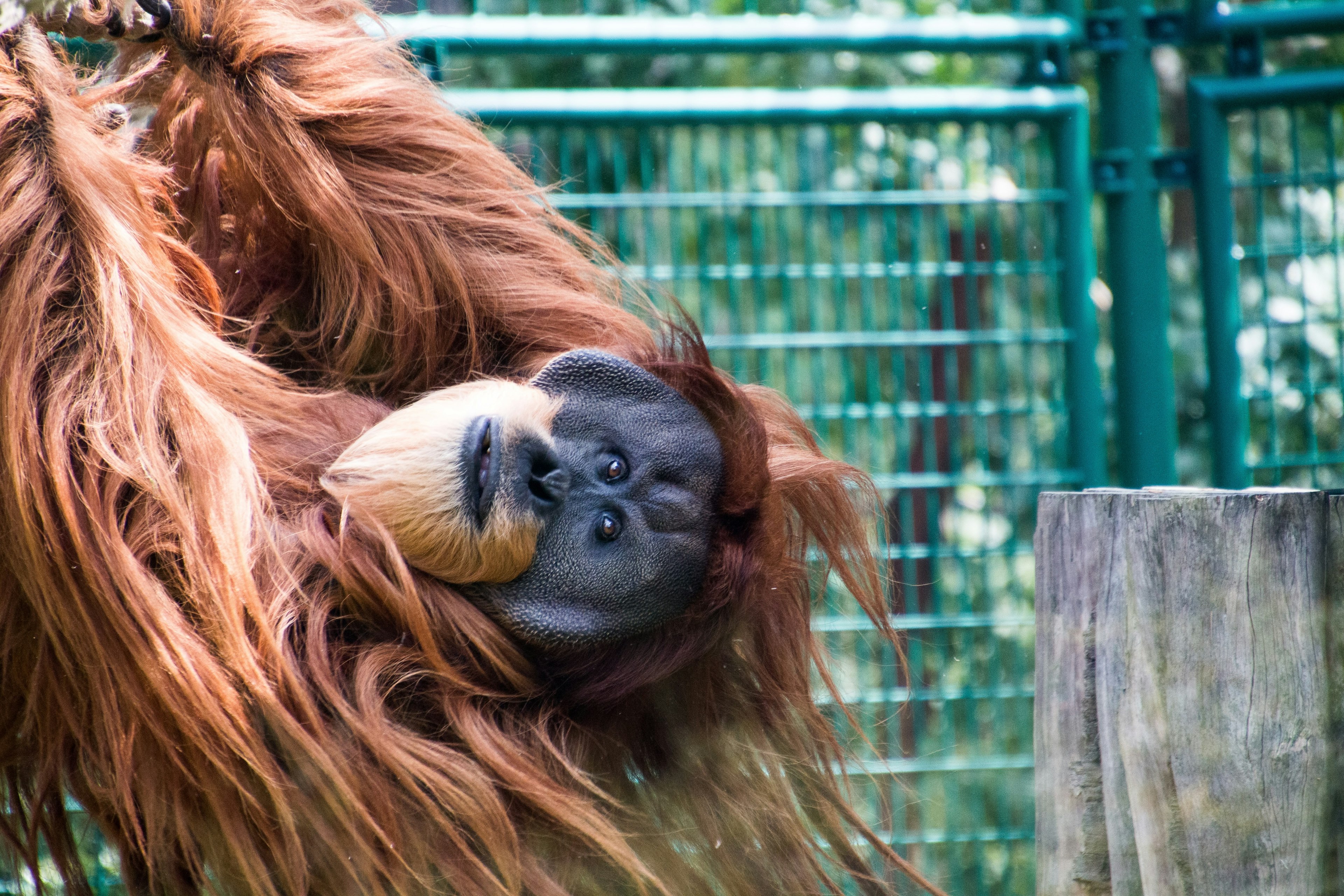 an orangutan hanging out in a green cage in a zoo