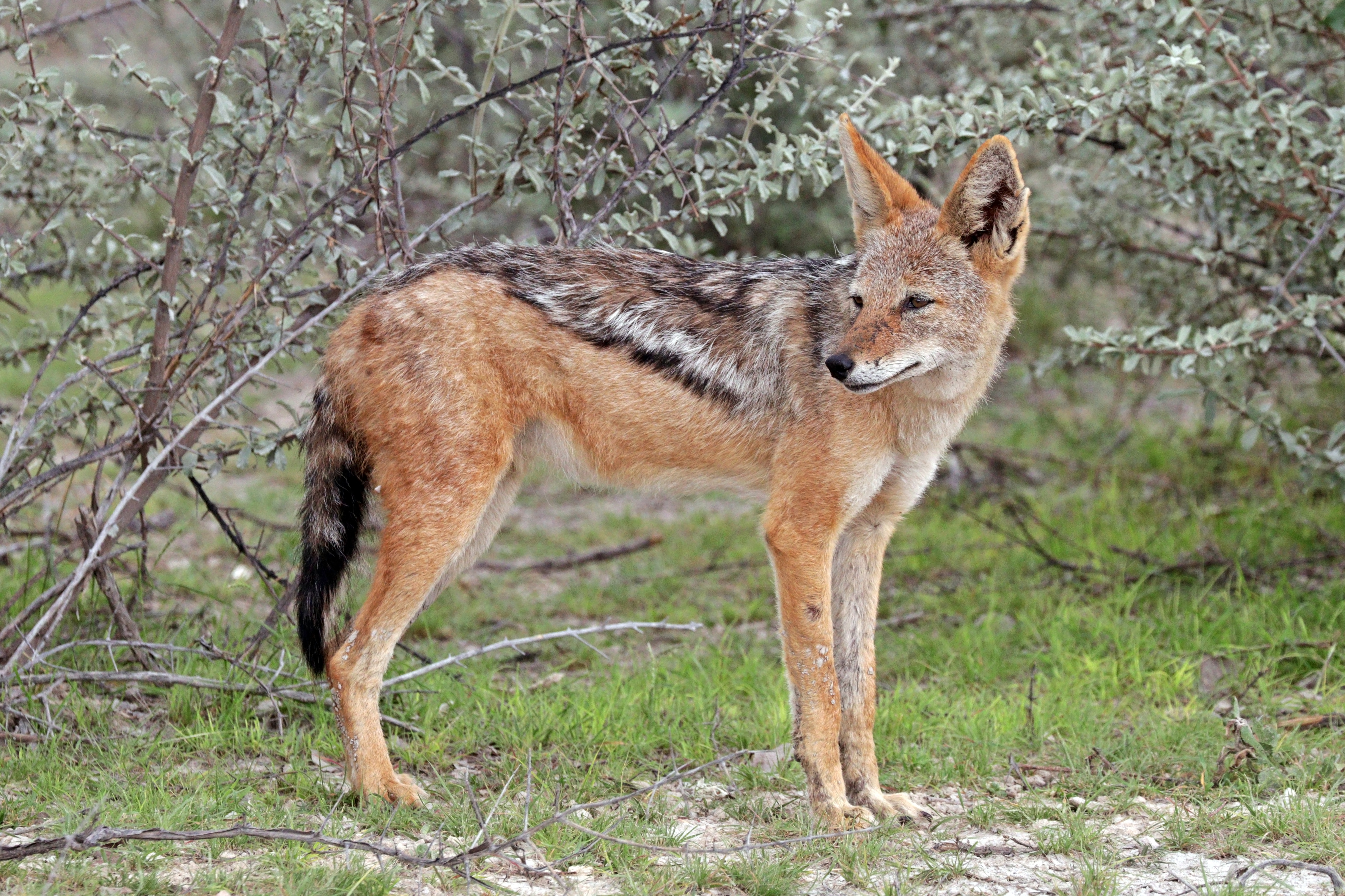 A black-backed jackal
