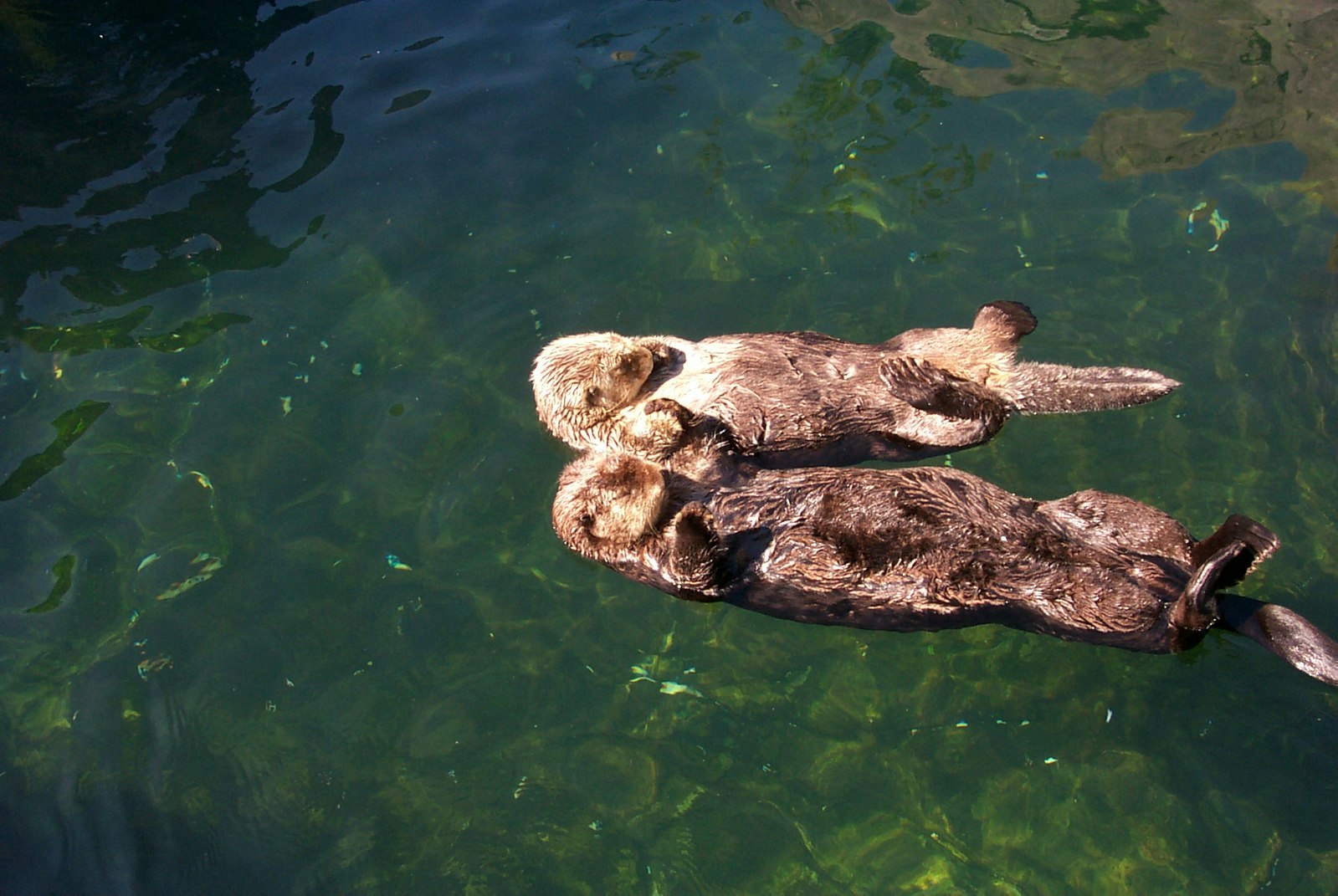 two sea otters holding hands
