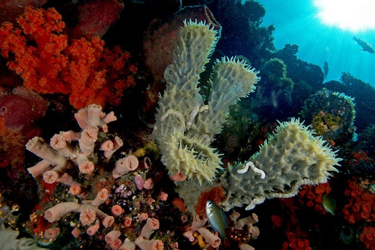 red and pink corals and tube sponges underwater