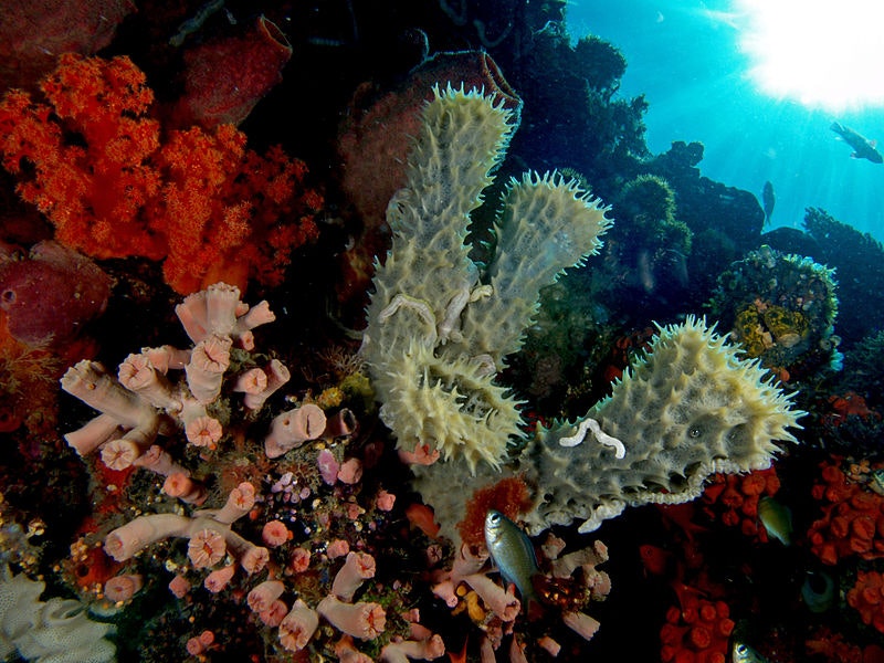 red and pink corals and tube sponges underwater