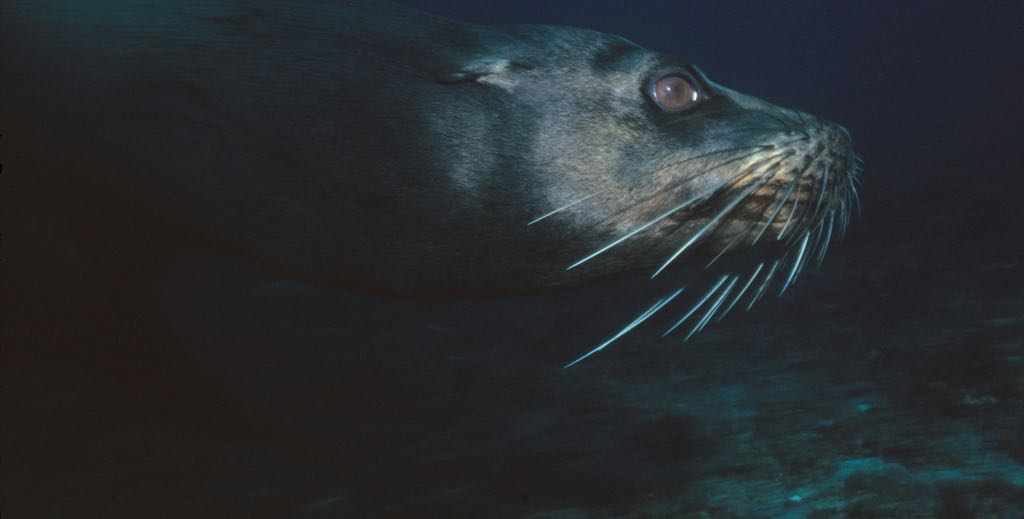 galapagos seal underwater