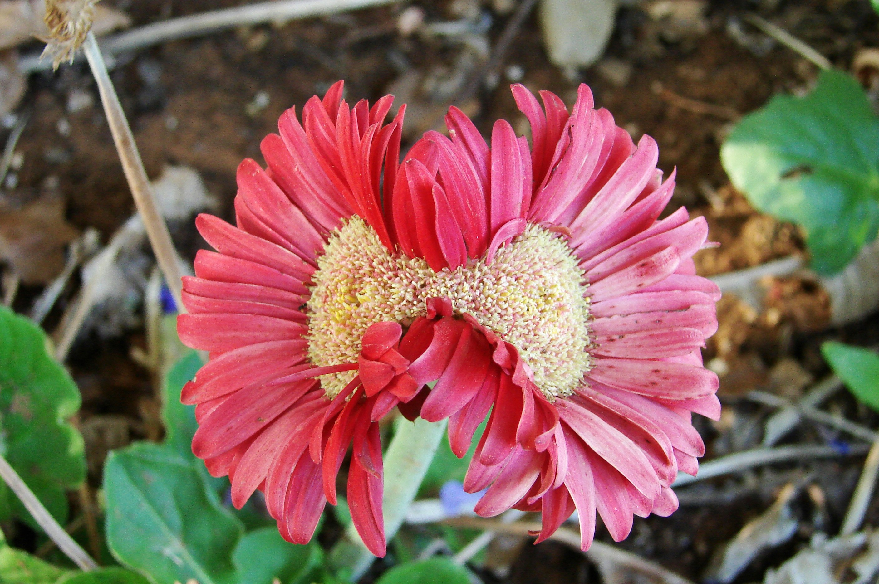 A red and yellow flower head with a mutated floret cluster