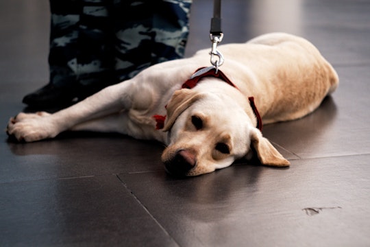 yellow lab lying on the floor next to camo pants