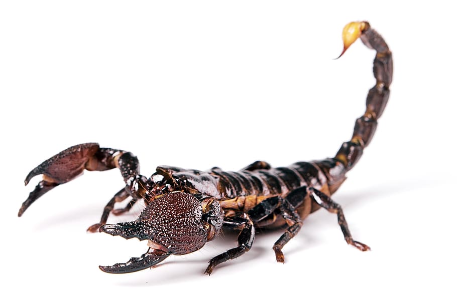 a dark brown scorpion with a gold tail/stinger against a white background