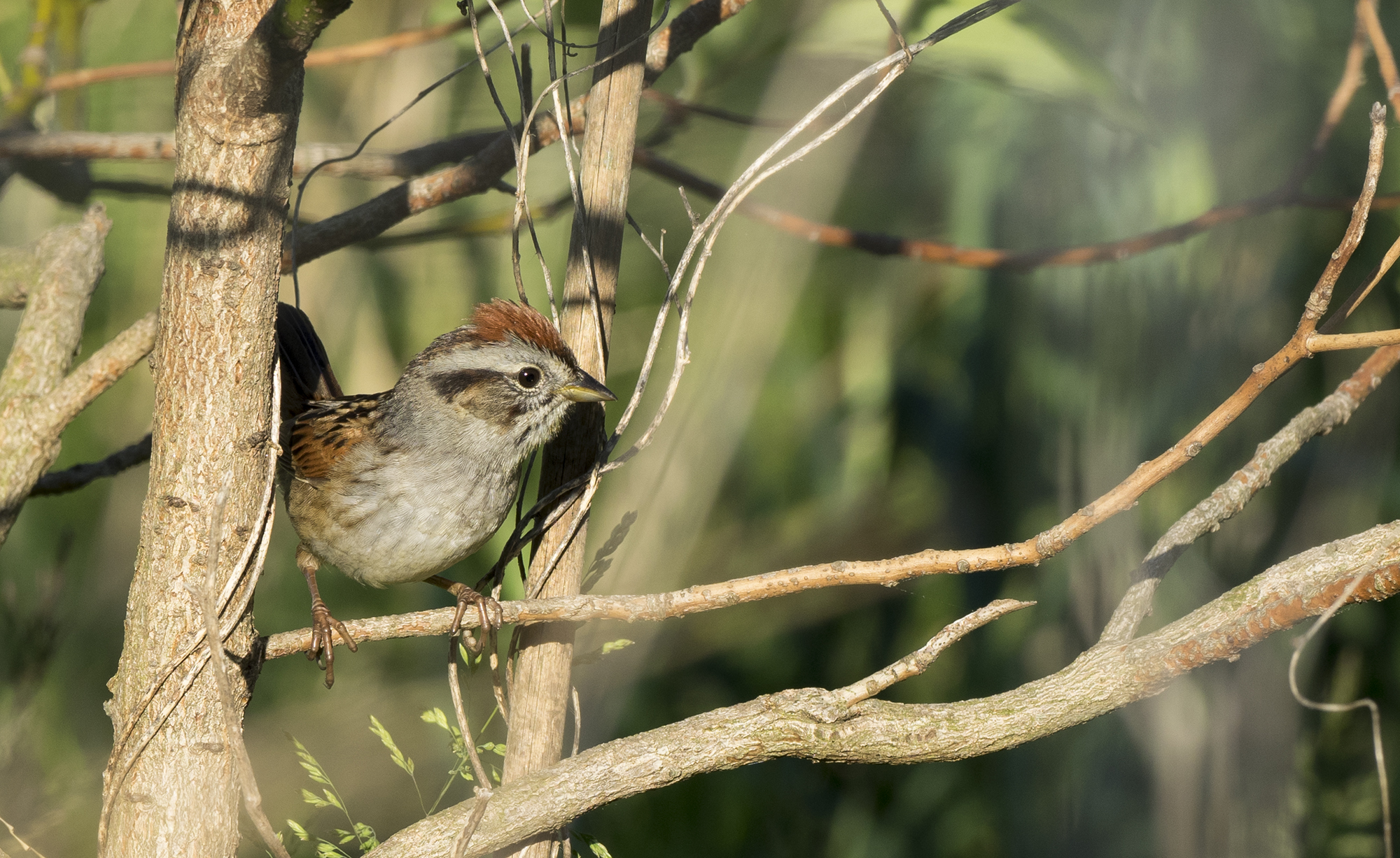 A swamp sparrow sitting on a branch