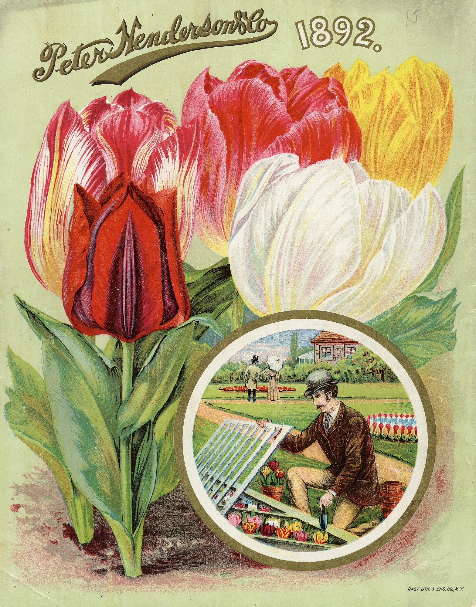 tulips