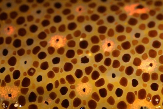 close up of squid skin