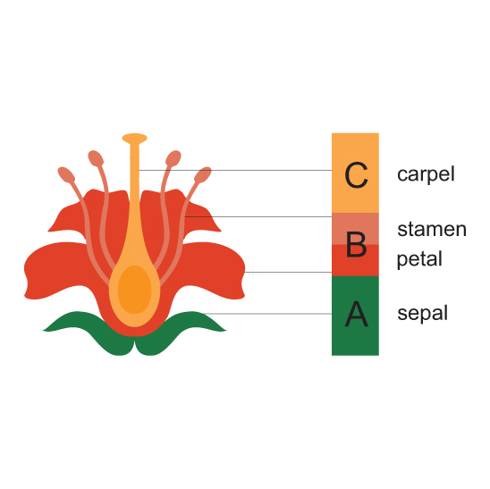 ABC Flower Developement 