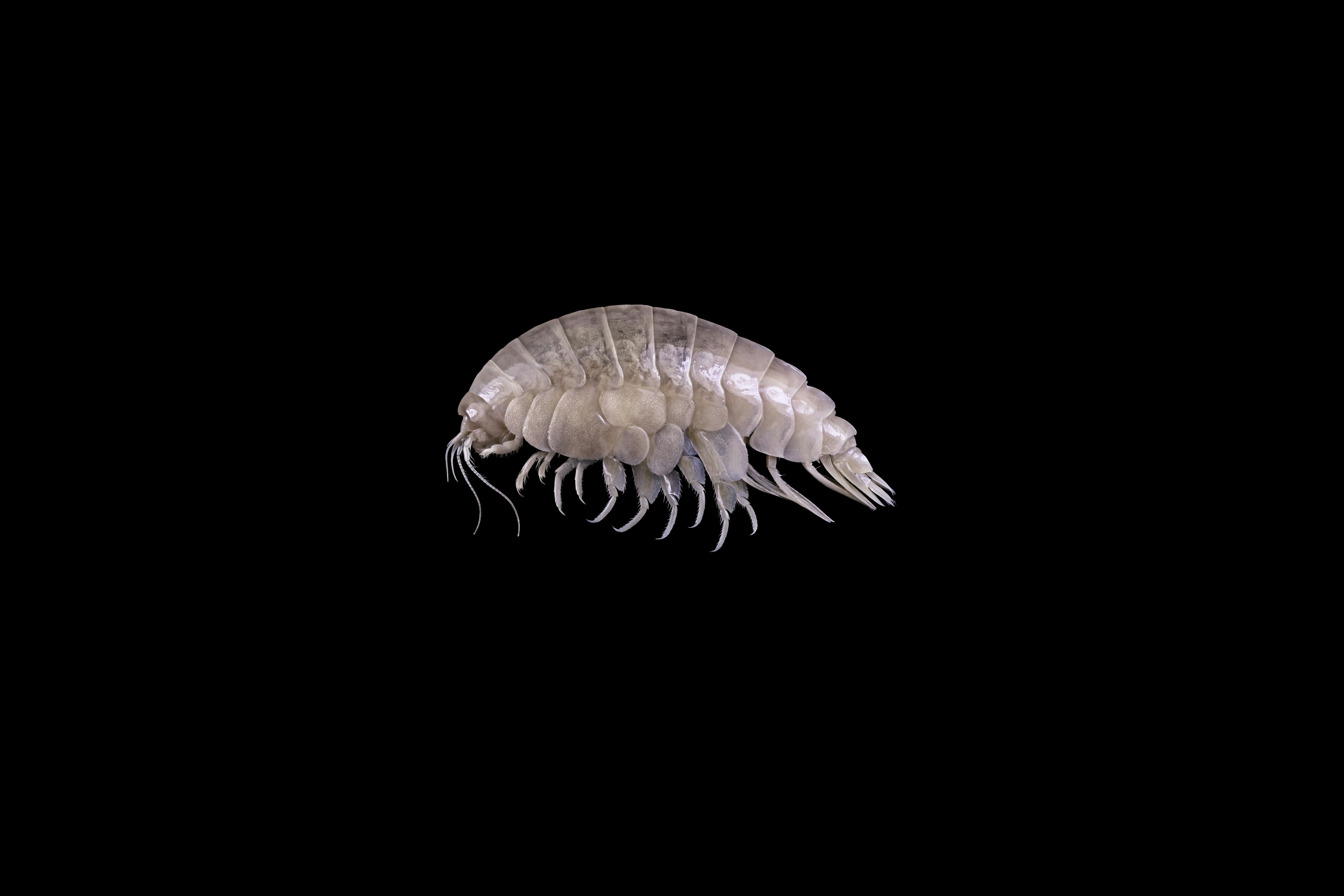 The amphipod Eurythenes plasticus, a small crustacean
