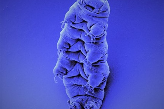Colorized micrograph of tardigrade