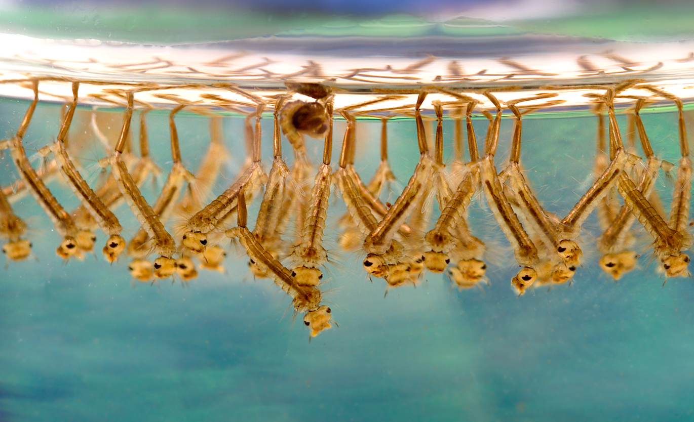 Culex mosquito larvae in water