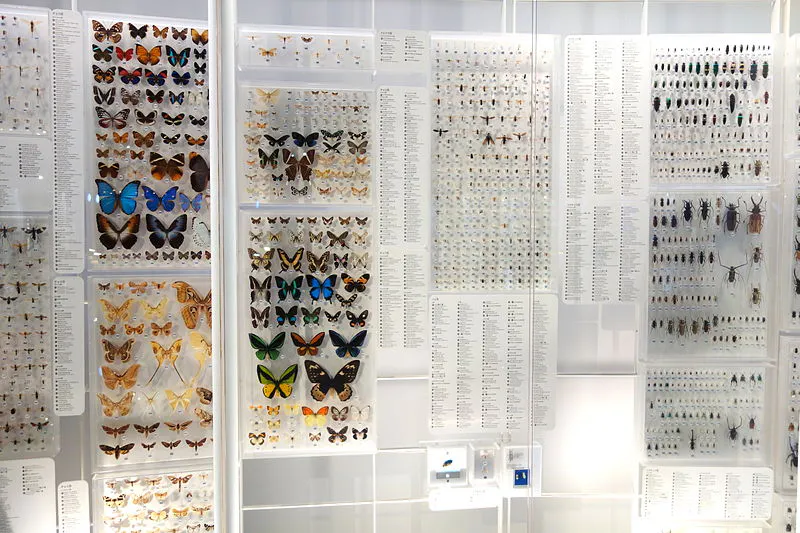 Community scientists are digitally catching insects instead of ...
