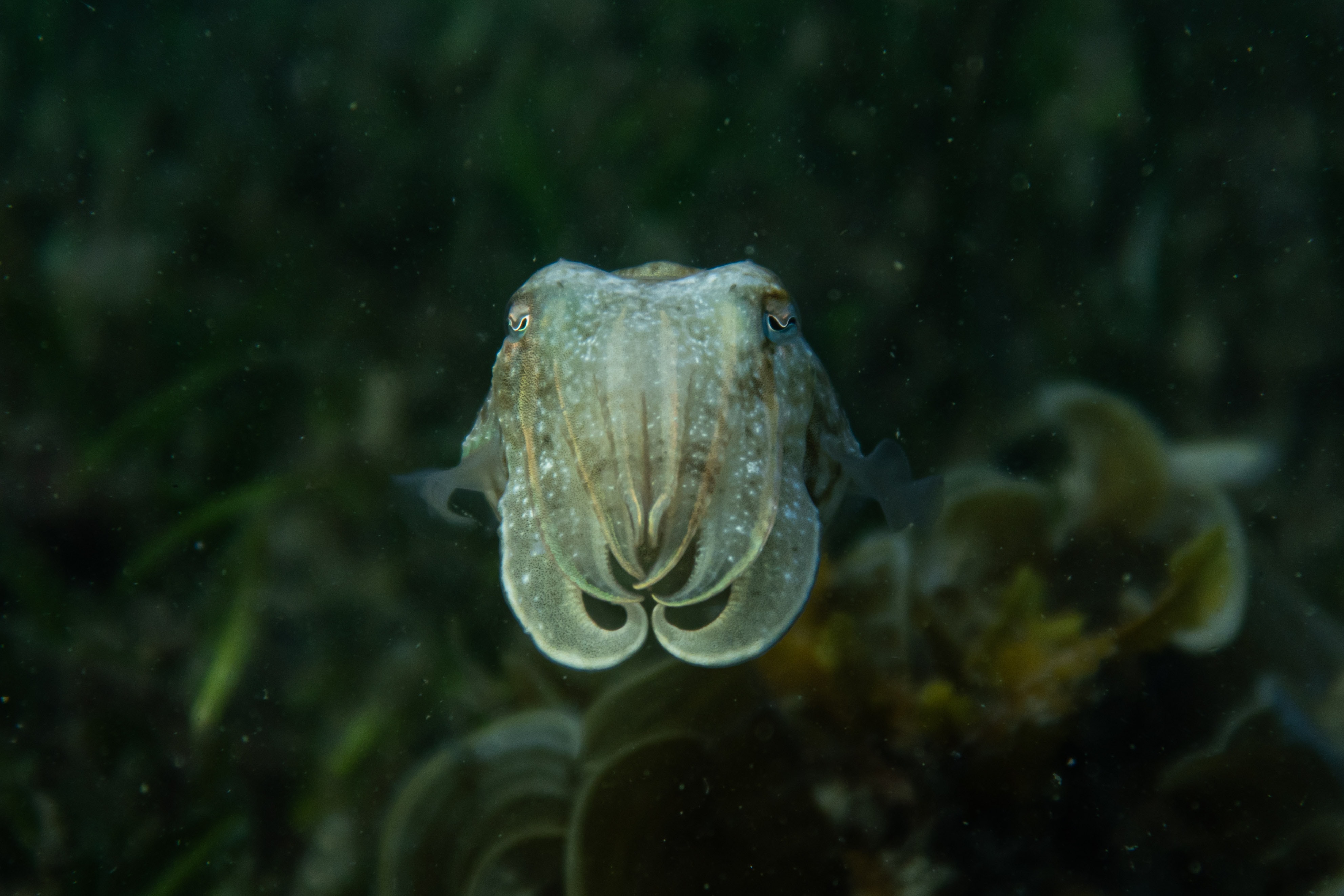A cuttlefish facing the camera