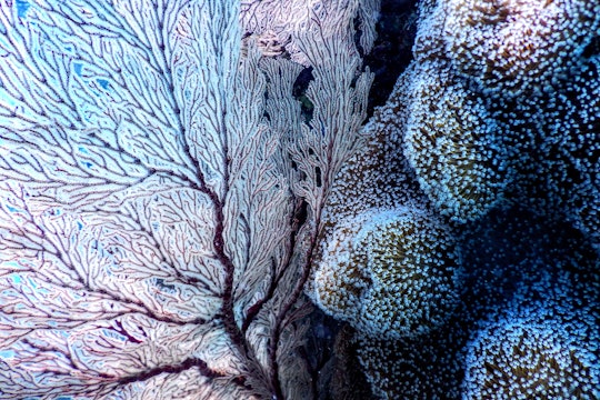 blue coral