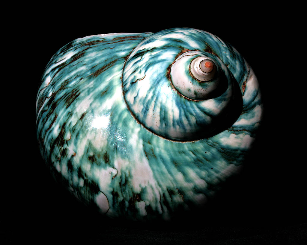 white and blue shell Madagascar