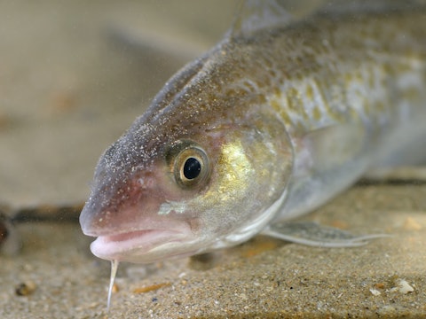 The head of an Atlantic cod juvenile