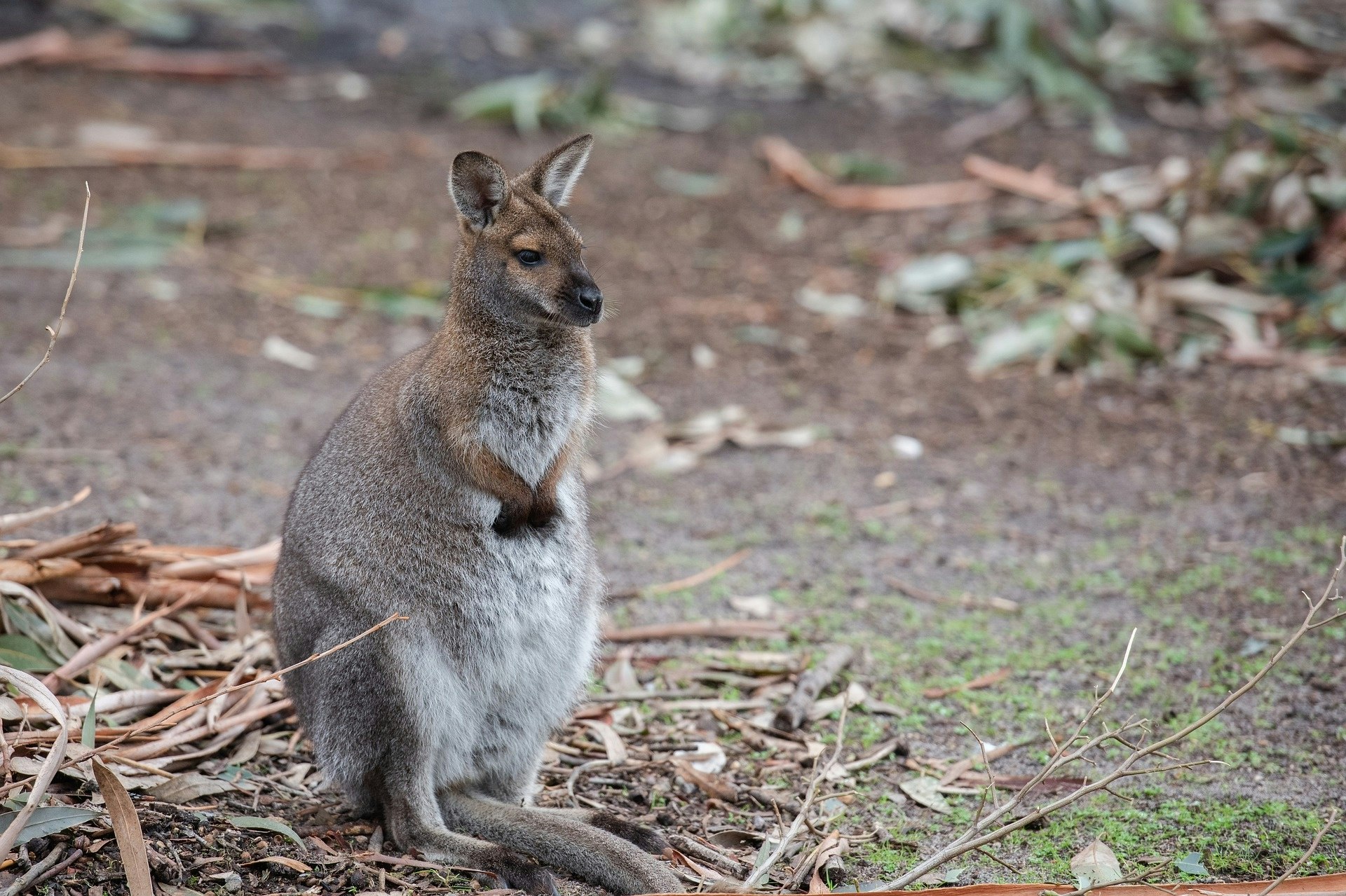 a close-up image of a small kangaroo-looking gray creature that is a wallaby