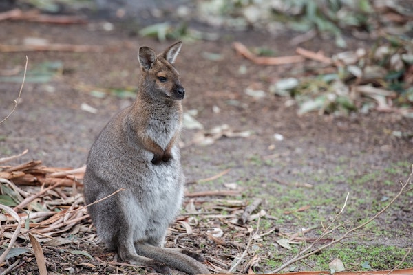 a close-up image of a small kangaroo-looking gray creature that is a wallaby