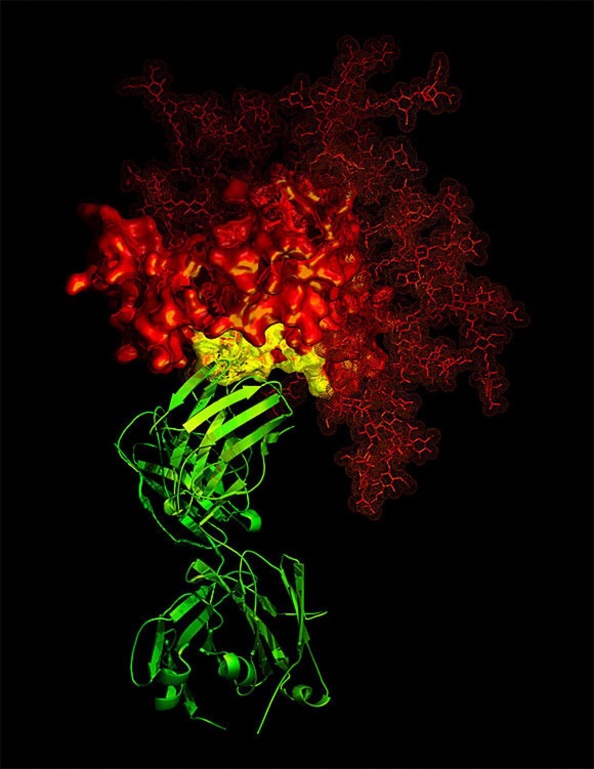 An example of antibody (green) targeting a critical area (yellow) of a viral protein (red, in this case HIV).