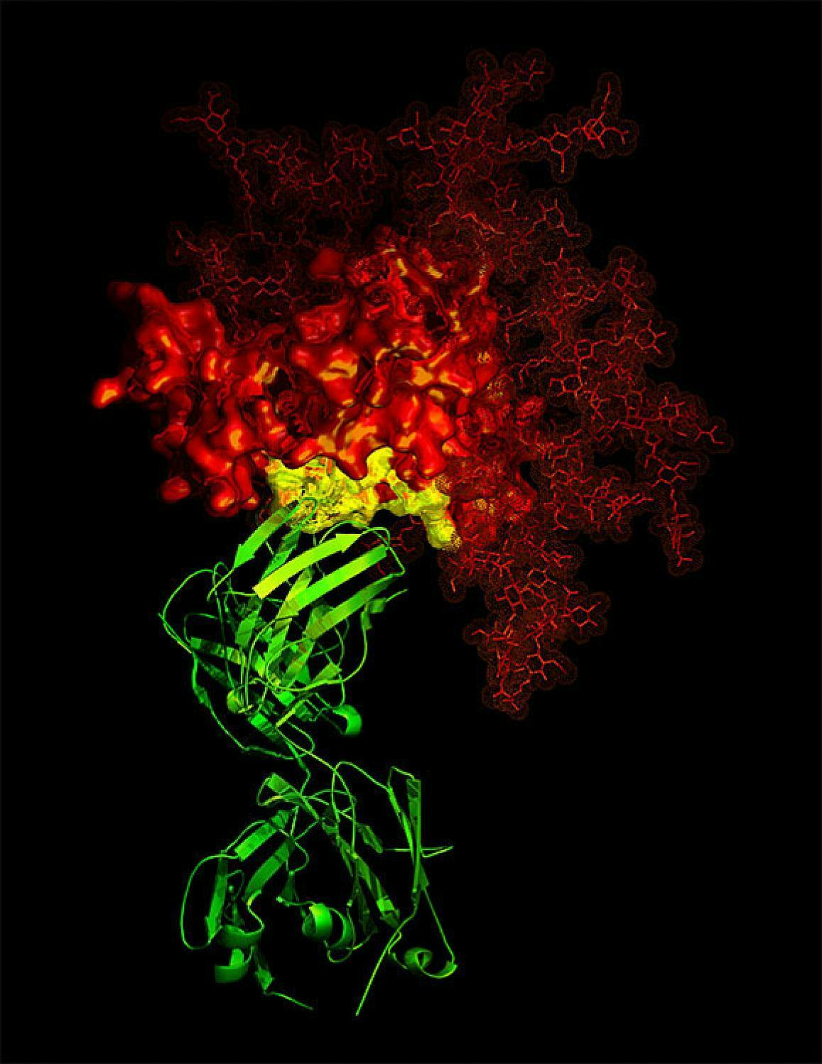 An example of antibody (green) targeting a critical area (yellow) of a viral protein (red, in this case HIV).