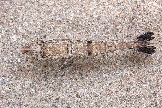 a camouflaged shrimp that looks like sand against a sand background