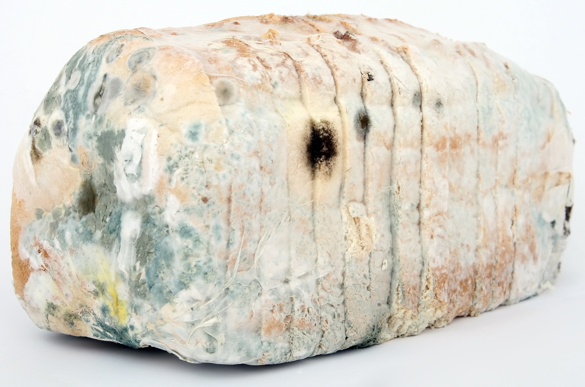 moldy bread